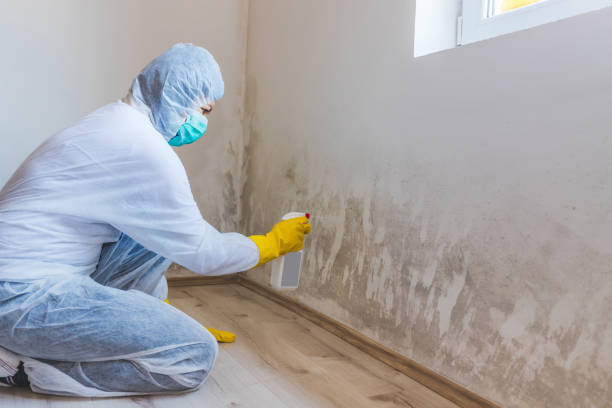 Licensed Black Mold Remediation service in Smithfield, VA - 24 Hour Mold Removal
