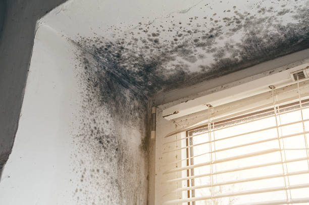 Affordable Black Mold Remediation solutions in Smithfield, VA