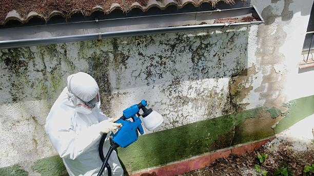 Top rated local Black Mold Remediation specialists in Smithfield, VA